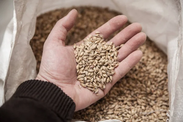 Malt el tahıllar