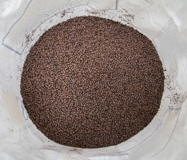 Malt tahıl. Bira üretimi