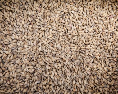 Malt tahıl arka plan. Bira üretimi için madde 