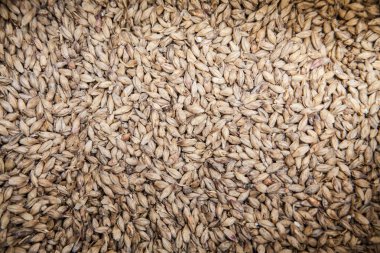 Malt tahıl arka plan. Bira üretimi için madde 
