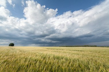 Tahıl alan ve fırtına bulutları