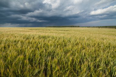 Tahıl alan ve fırtına bulutları