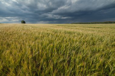 Tahıl alan ve fırtına bulutları
