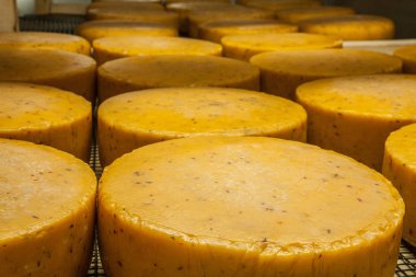 Peynir peynir fabrikası'nda yaşlanma