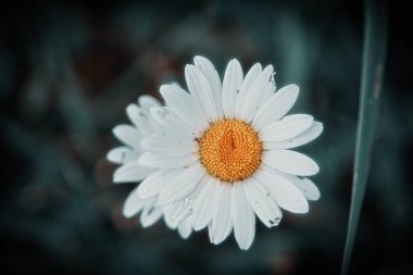 Bir yaz sabahında güzel bir papatya çiçeğinin açması