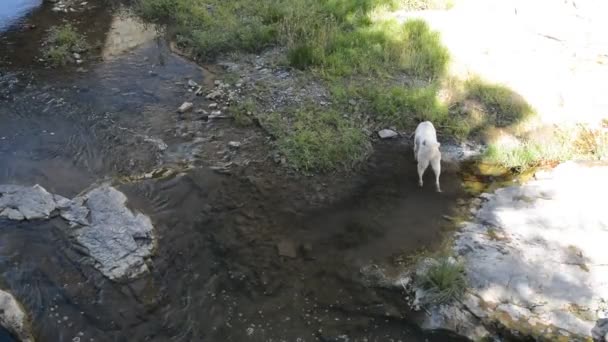 Cane cattura il pesce nel fiume di montagna — Video Stock