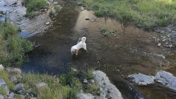 Σκύλος πιάνει ψάρια στον ποταμό βουνό — Αρχείο Βίντεο