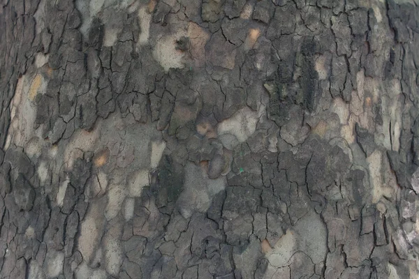Textur bakgrund trä — Stockfoto