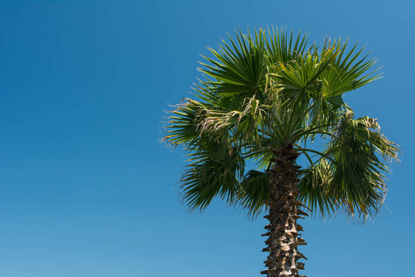 palm tree on background of blue sky