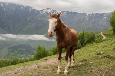 Gürcistan dağlarda at