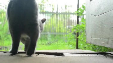 İngiliz kedi üzerinde bir yazlık çimlerde yürüyor