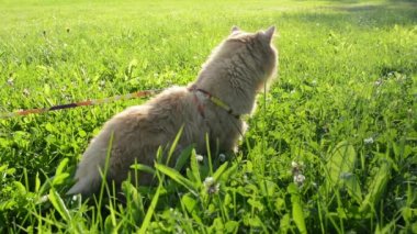 otların arasında kırmızı kedi yürüyor