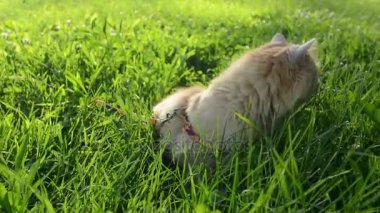 otların arasında kırmızı kedi yürüyor