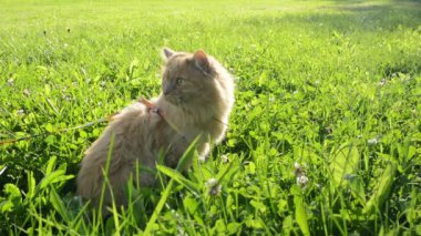 otların arasında kırmızı kedi yürüyor