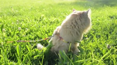 otların arasında kırmızı kedi yürüyor