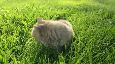 otların arasında kırmızı kedi yürüyor