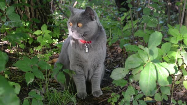 Gato británico está caminando sobre la hierba en una residencia de verano — Vídeos de Stock