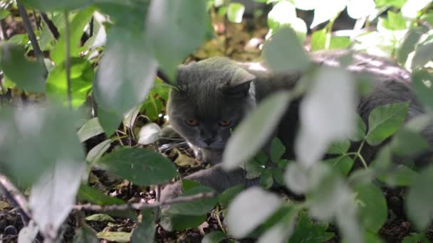 Британская кошка ходит по траве в летней резиденции — стоковое видео