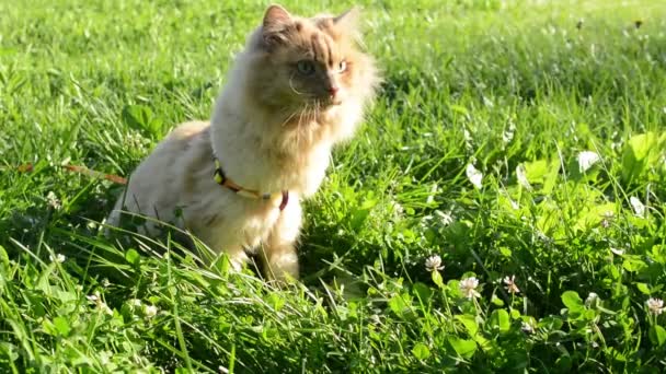 Gato rojo camina en la hierba — Vídeo de stock