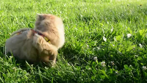 잔디에 빨간 고양이 산책 — 비디오
