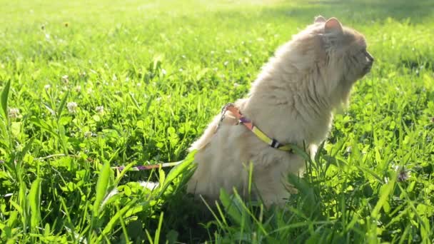 Gato Vermelho Caminha Grama — Vídeo de Stock