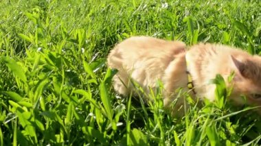 otların arasında kırmızı kedi yürüyor