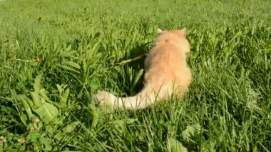 otların arasında kırmızı kedi yürüyor