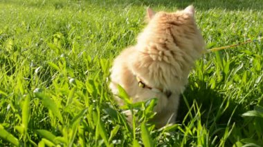 otların arasında kırmızı kedi yürüyor