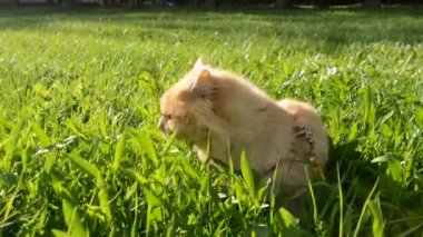 otların arasında kırmızı kedi yürüyor