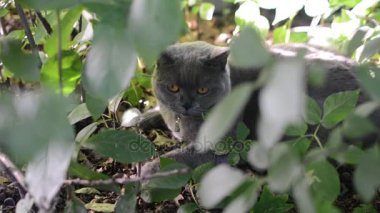 İngiliz kedi üzerinde bir yazlık çimlerde yürüyor