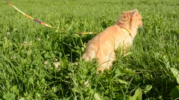 Gato rojo camina en la hierba — Vídeos de Stock