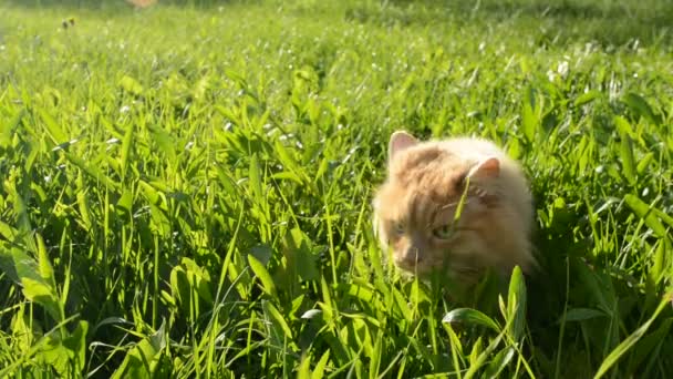 Rode kat wandelingen in het gras — Stockvideo