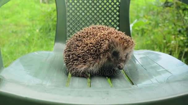 Hedgehog in wood. Summer. — Stock Video