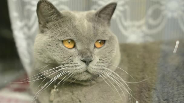 Fette Blaue Britische Katze Auf Der Synthesizertastatur Liegend Große Graue — Stockvideo