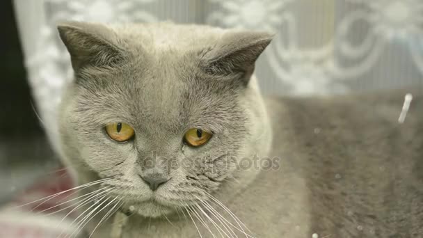 脂肪青の英国の猫はシンセサイザー キーボードの上に横たわる ピアノの鍵盤で休んで大きな灰色の猫 — ストック動画