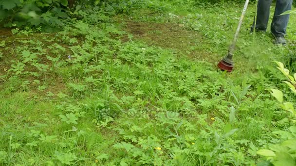 Worker Mows Green Grass Manual Lawnmower Spring Day — Stock Video