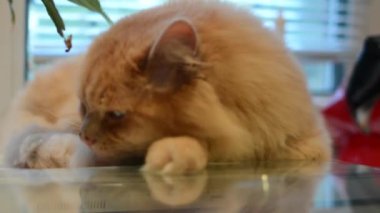 Kırmızı kedi pençeleri, ileri gergin bacakları, tekir kedi, Evcil Hayvan, yırtıcı hayvan, pembe bir battaniye var, uykulu, çekerek bir yatağa kediler ağız, yatakta, kalın kırmızı kedi yakın çekim uykuya yatıyor.