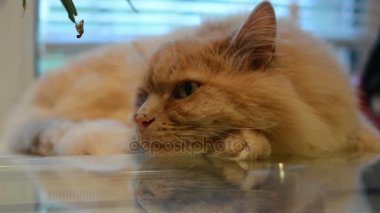 Kırmızı kedi pençeleri, ileri gergin bacakları, tekir kedi, Evcil Hayvan, yırtıcı hayvan, pembe bir battaniye var, uykulu, çekerek bir yatağa kediler ağız, yatakta, kalın kırmızı kedi yakın çekim uykuya yatıyor.