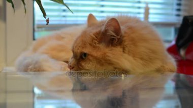 Kırmızı kedi pençeleri, ileri gergin bacakları, tekir kedi, Evcil Hayvan, yırtıcı hayvan, pembe bir battaniye var, uykulu, çekerek bir yatağa kediler ağız, yatakta, kalın kırmızı kedi yakın çekim uykuya yatıyor.