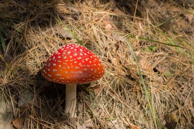 Mantarlı fly agaric, ormanda mantar, zehirli mantar, amanita arka plan