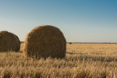 tarım alanlarında sonbaharda hasat işlemi