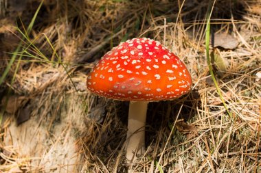 Mantarlı fly agaric, ormanda mantar, zehirli mantar, amanita arka plan