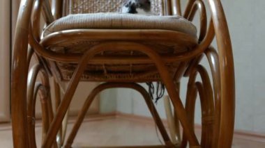 kedi sandalye