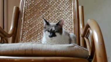 kedi sandalye