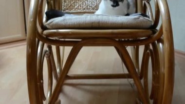 kedi sandalye