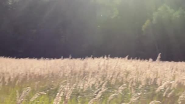 Jonge Man lopen en verhogen van handen in het veld — Stockvideo