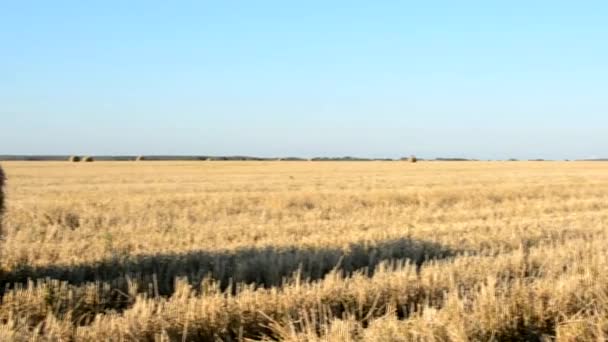 Cirrus bulutlar ile mavi gökyüzü altında saman balya anız alanıyla — Stok video