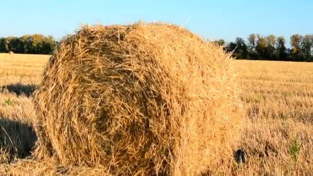 Stubble field with straw bales under blue sky with cirrus clouds — Stock Video