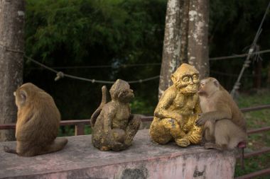 Maymun orman Tayland.