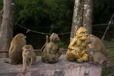 Maymun orman Tayland.